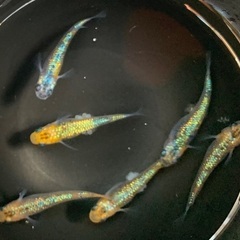 25-2 メダカ オーロラ黄ラメ幹之サファイア系　3ペア(6匹)  (画像個体現物)の画像