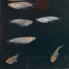 25-2 メダカ オーロラ黄ラメ幹之サファイア系　3ペア(6匹)  (画像個体現物)の画像