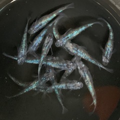 25-1 メダカ 白ブチラメ幹之サフィア系　2ペア＋1匹(5匹) (画像個体より)の画像
