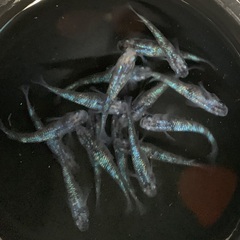 25-1 メダカ 白ブチラメ幹之サフィア系　2ペア＋1匹(5匹) (画像個体より)の画像