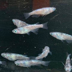 25-1 メダカ 白ブチラメ幹之サフィア系　2ペア＋1匹(5匹) (画像個体より)の画像