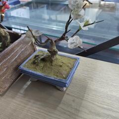 決定しました造花？引き取り限定佐倉市上志津の画像