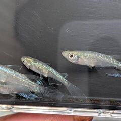 メダカ　緑光鰭長
2P+1の画像