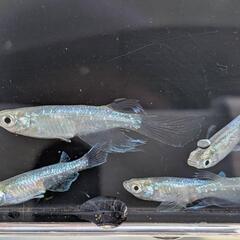 メダカ　緑光鰭長
2P+1の画像