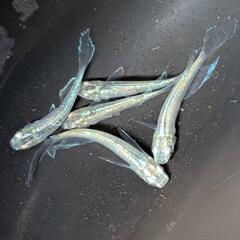 メダカ　緑光鰭長
2P+1の画像