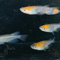 25-1 メダカ 女雛　3ペア(6匹  画像個体現物)の画像