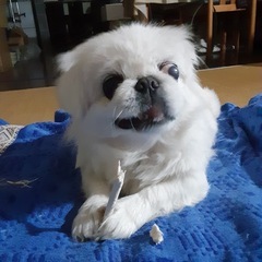 【迷子犬】白いペキニーズを探しています（総社市 正木山周辺）