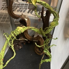 カメレオン飼育セットの画像