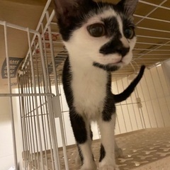 仲良し白黒ねこ♡