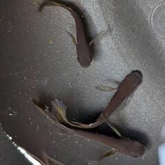 メダカ　五式鰭長
1P+1の画像