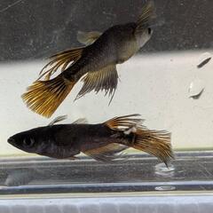 メダカ　五式鰭長
1P+1の画像