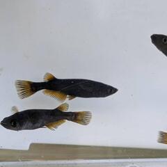 メダカ　カイジ
2P+1　の画像