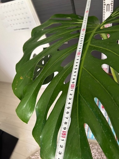 モンステラ　極上株　葉がでかい