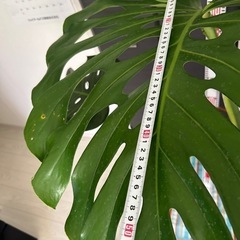 モンステラ　極上株　葉がでかいの画像