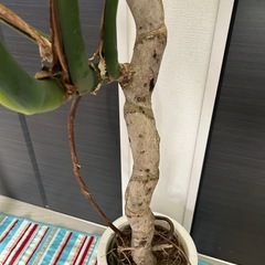 モンステラ　極上株　葉がでかいの画像