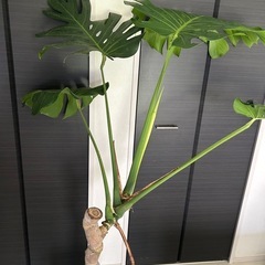 モンステラ　極上株　葉がでかいの画像