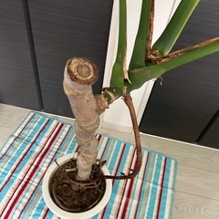 モンステラ　極上株　葉がでかいの画像