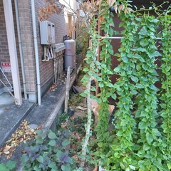 逗子 無料あげます 植木 植物 樹木 花壇 花 家庭菜園 土いじり 観葉植物 栽培 アロエ 紫蘇 シソ DIY 畑 農園 木陽樹 ガーデン 盆栽 造園 緑化 庭いじり 菜園 野畑 植木鉢 プラントポット プランター グロスポット 0円 お譲りします 差し上げます テラコッタ ゴーヤー つるむらさき 蔓紫 ツルムラサキ つる 夏 緑黄色野菜 庭木 落葉樹 ガーデニング 農業 花 盆栽 移殖 シンボルツリー 肥料 剪定 赤玉土 堆肥 鹿沼土 腐葉土 ツリーの画像