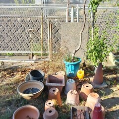 逗子 無料あげます 植木 植物 樹木 花壇 花 家庭菜園 土いじり 観葉植物 栽培 アロエ 紫蘇 シソ DIY 畑 農園 木陽樹 ガーデン 盆栽 造園 緑化 庭いじり 菜園 野畑 植木鉢 プラントポット プランター グロスポット 0円 お譲りします 差し上げます テラコッタ ゴーヤー つるむらさき 蔓紫 ツルムラサキ つる 夏 緑黄色野菜 庭木 落葉樹 ガーデニング 農業 花 盆栽 移殖 シンボルツリー 肥料 剪定 赤玉土 堆肥 鹿沼土 腐葉土 ツリーの画像