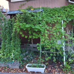 逗子 無料あげます 植木 植物 樹木 花壇 花 家庭菜園 土いじり 観葉植物 栽培 アロエ 紫蘇 シソ DIY 畑 農園 木陽樹 ガーデン 盆栽 造園 緑化 庭いじり 菜園 野畑 植木鉢 プラントポット プランター グロスポット 0円 お譲りします 差し上げます テラコッタ ゴーヤー つるむらさき 蔓紫 ツルムラサキ つる 夏 緑黄色野菜 庭木 落葉樹 ガーデニング 農業 花 盆栽 移殖 シンボルツリー 肥料 剪定 赤玉土 堆肥 鹿沼土 腐葉土 ツリーの画像