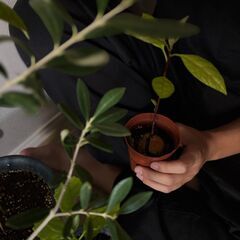 【土日祝特化】観葉植物・盆栽の出張引き取り｜週末集中・即日相談OK｜1,000円〜の画像