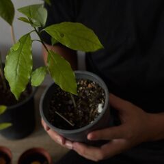 【土日祝特化】観葉植物・盆栽の出張引き取り｜週末集中・即日相談OK｜1,000円〜の画像