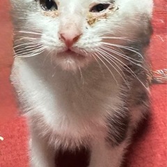 [里親さん]令和7年七夕生まれの子猫です。[募集中]