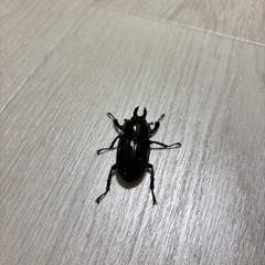 ニジイロクワガタ　♀単　　紫の画像