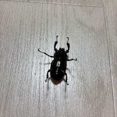 ニジイロクワガタ　♀単　　紫の画像