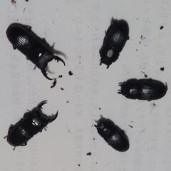 ヤエヤマネブトクワガタ成虫♂2頭♀3頭④追記ありの画像