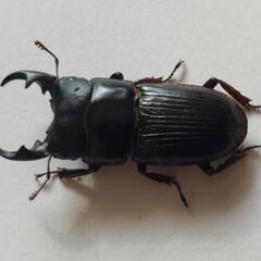 ヤエヤマネブトクワガタ成虫♂2頭♀3頭④追記ありの画像