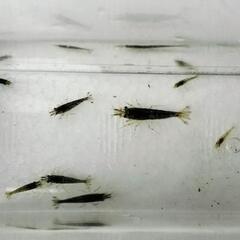 ミナミヌマエビ　大中小混合 15匹⑦の画像