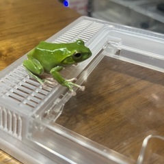 シュレーゲルアオガエルの画像
