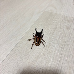 ラテラリスノコギリクワガタ　♂単の画像