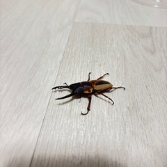 ラテラリスノコギリクワガタ　♂単の画像