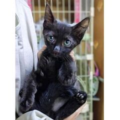 ★譲渡会あります★　黒猫くん約2ヶ月♪