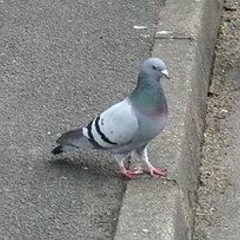 ベランダの鳥避け致します！