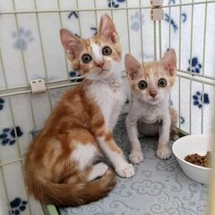 ★譲渡会あります★　茶白くん約2ヶ月♪