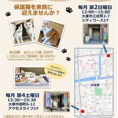 ★譲渡会あります★ 元気な茶トラボーイです！ - 猫