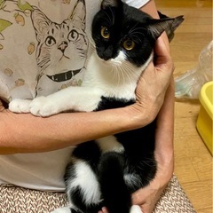 愛嬌のある可愛いお顔してます