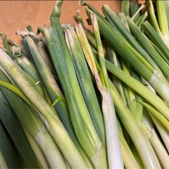 ④北海道産 長ねぎ10本(訳あり)の画像