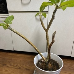 プルメリア ジャングルジャック ミニホワイト
の画像