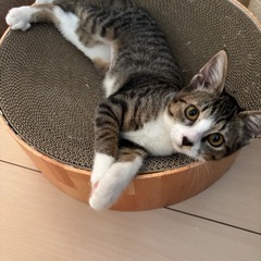 キジ白　ソックス猫のミリちゃん