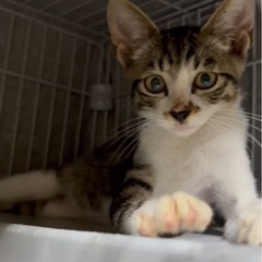 2〜3ヶ月♡甘えん坊キジシロくん♡子猫