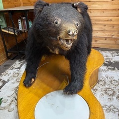 クマの剥製お譲りしますの画像