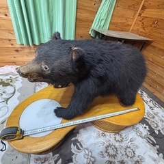 クマの剥製お譲りしますの画像