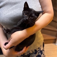 2〜3ヶ月♡黒猫の女の子♡子猫