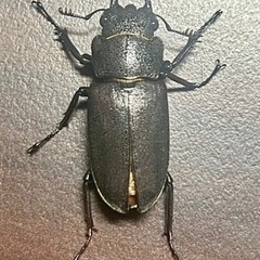 エラフスホソアカクワガタ　♀単品 ※訳ありの画像