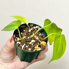 フィロデンドロン オキシカルジウム レモンライム①の画像