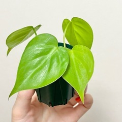 フィロデンドロン オキシカルジウム レモンライム②の画像